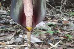 Amorphophallus commutatus